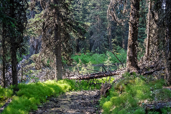 Hiking back on the Forty Mile Creek trail.