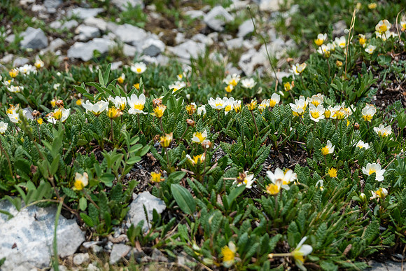 Alpine flowers.