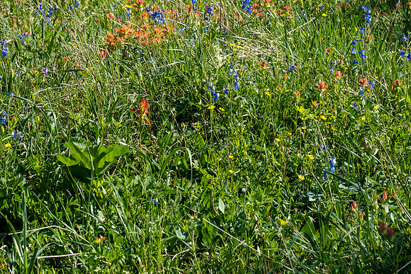 Hiking up a mix of forest, grasses and wildflowers.