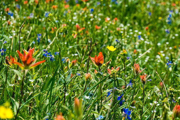 Carpets of wildflowers on the descent.
