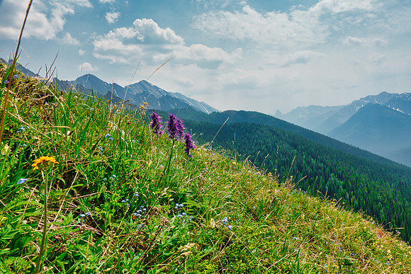 Carpets of wildflowers on the descent.