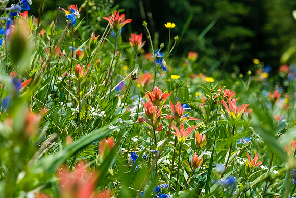 Carpets of wildflowers on the descent.