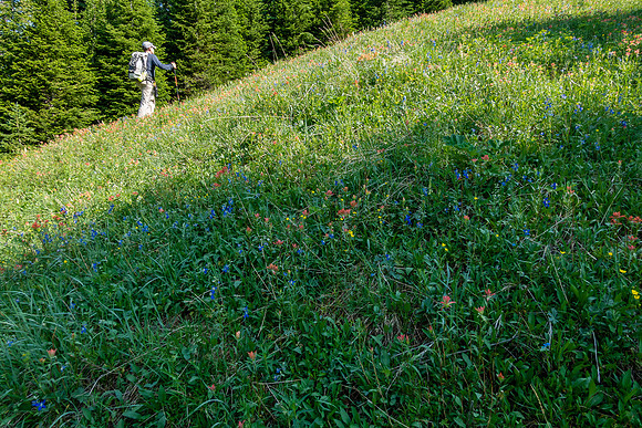 Hiking up a mix of forest, grasses and wildflowers.