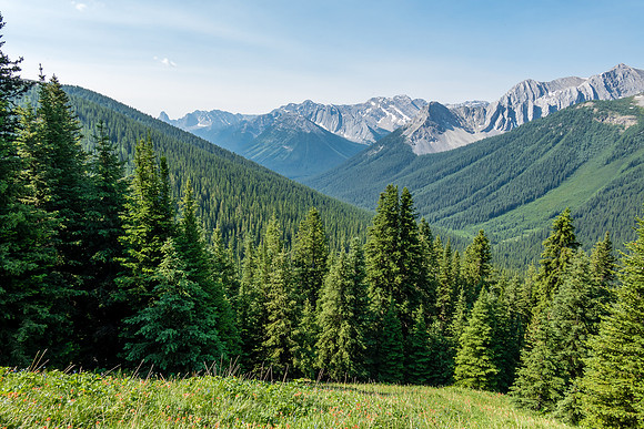 Hiking up a mix of forest, grasses and wildflowers. Views back down Forty Mile Creek.