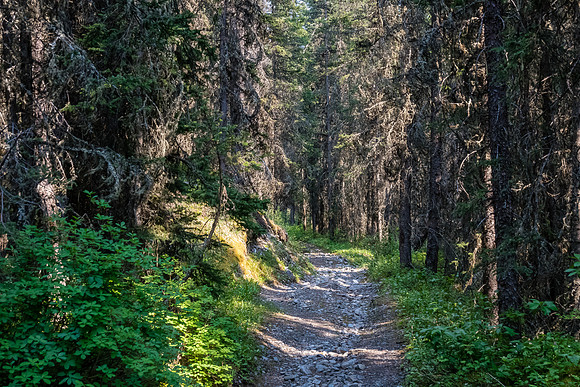 Hiking back on the Forty Mile Creek trail.