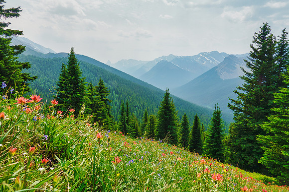 Carpets of wildflowers on the descent.