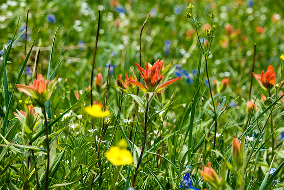 Carpets of wildflowers on the descent.