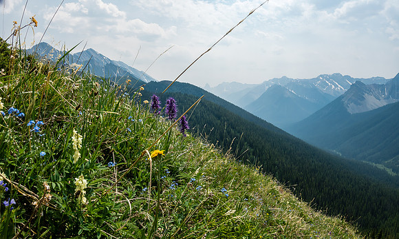 Carpets of wildflowers on the descent.