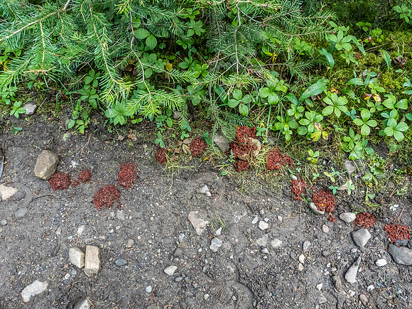 This bear is obviously well-fed on berries...