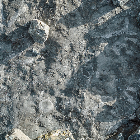 Amazing fossil imprints in the rock.