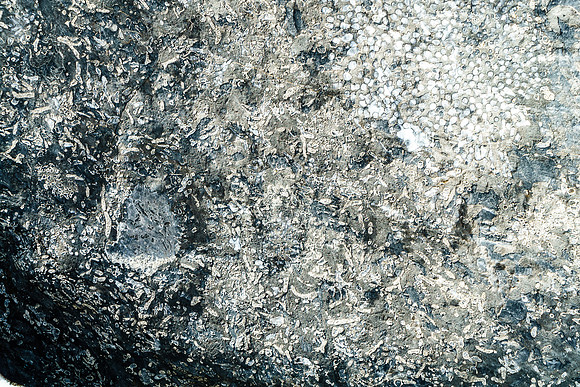 Amazing fossil imprints in the rock.