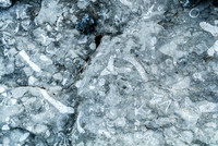Amazing fossil imprints in the rock.