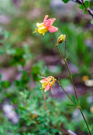 Delicate wildflowers.