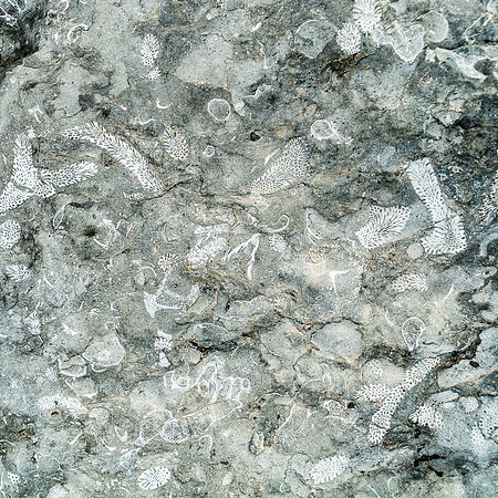 Amazing fossil imprints in the rock.
