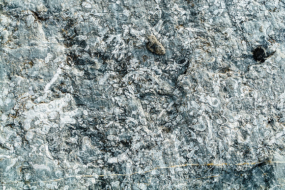 Amazing fossil imprints in the rock.