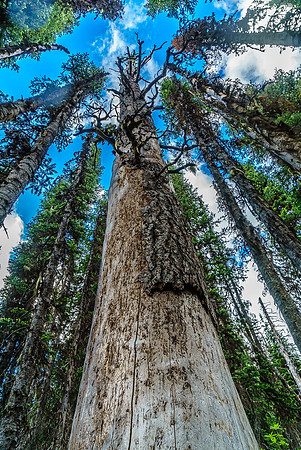 A huge tree - especially considering our elevation.