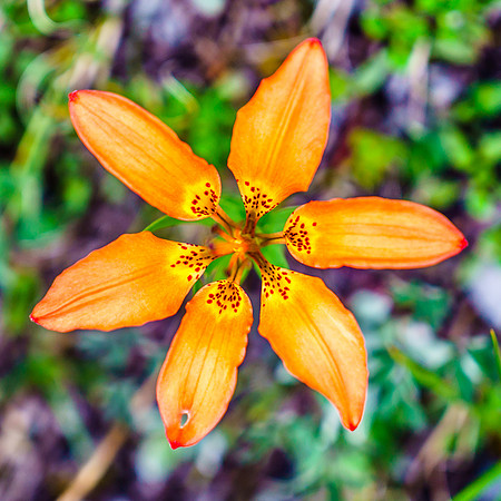 Another gorgeous flower - the Woodland Lily.