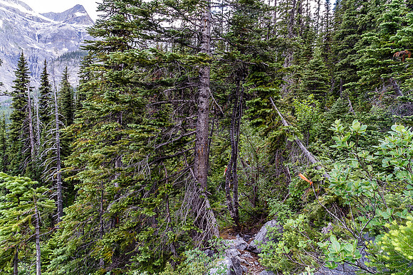 Where did this bush come from? Oh well - at least there's a trail. For now...