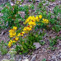 A good omen for me - one of my favorite flowers.