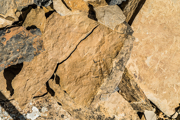 I have never stepped on or seen so many Trilobite fossils in my life. They were everywhere in the area