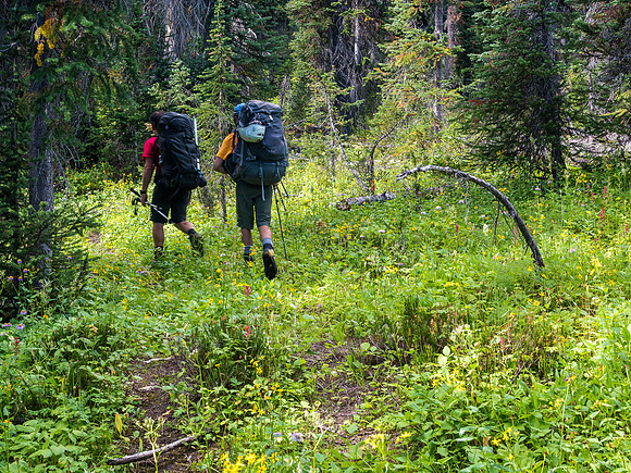 The track through the forest.