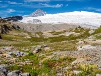 Flowers and our mountain. Our bivy is on the rock outcrop at left.