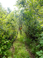 The road was even more grown in than we were used to from our spring approaches.