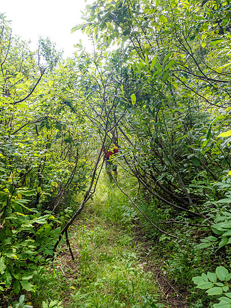 The road was even more grown in than we were used to from our spring approaches.