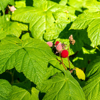 Thimbleberries