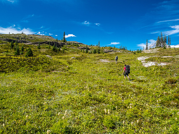 King Edward alpine approach meadows.