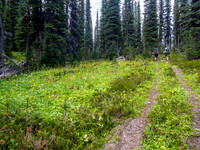 The track through the forest.