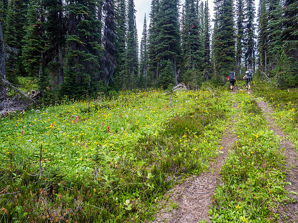 The track through the forest.