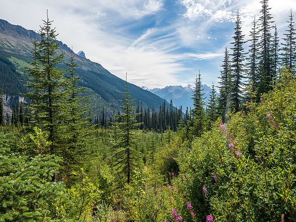 Looking back down the cut-block, which is looking more and more like regular forest as time passes by.