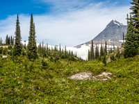 King Edward alpine approach meadows.