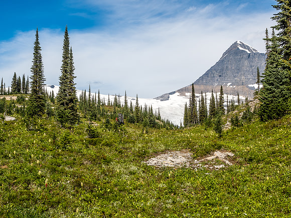 King Edward alpine approach meadows.