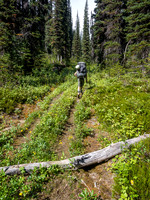 The track through the forest.