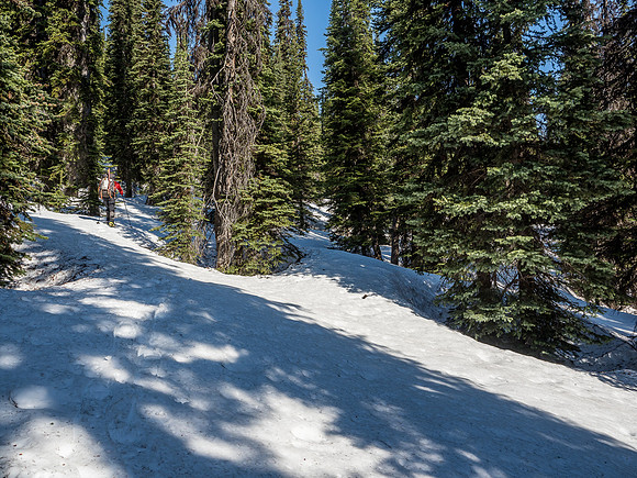 Easy and fast travel in the trees too.