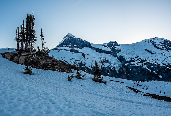 Looking past a small island of trees towards Mount Columbia from near treeline in the alpine meadows.