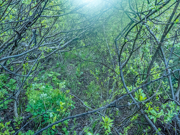 Once again we were faced with Alders on the road.