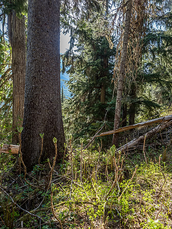 Devil's Club rises from the forest floor like dancing cobras.