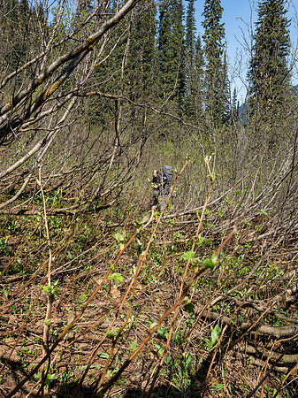 Acres and acres of Alders and no way around it.