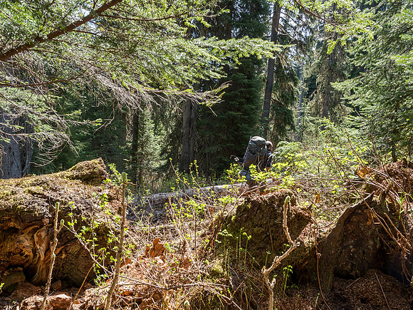 Uprooted giant trees combined with Devil's Club and undergrowth made for some interesting language every once in a while.