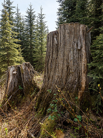 We came across evidence of old logging efforts on massive trees that for the most part don't exist in this valley anymore.
