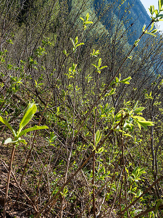 Acres and acres of Alders and no way around it.