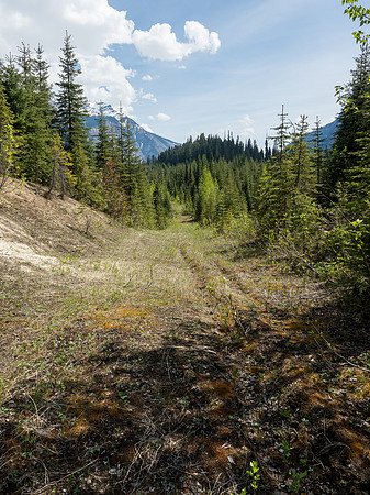On an old logging road and VERY happy about it.