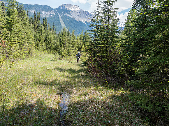 Could this be the start of an old logging road?!
