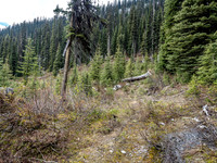 This is the old sign that indicates the route through the upper forest to treeline.
