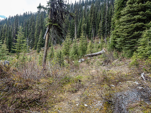 This is the old sign that indicates the route through the upper forest to treeline.