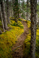 Immediately after crossing the Sunwapta River you go up an obvious trail on climber's left of Woolley Creek.