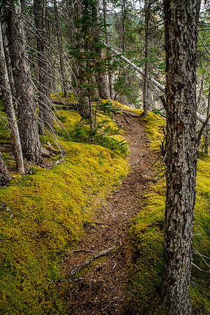 Immediately after crossing the Sunwapta River you go up an obvious trail on climber's left of Woolley Creek.